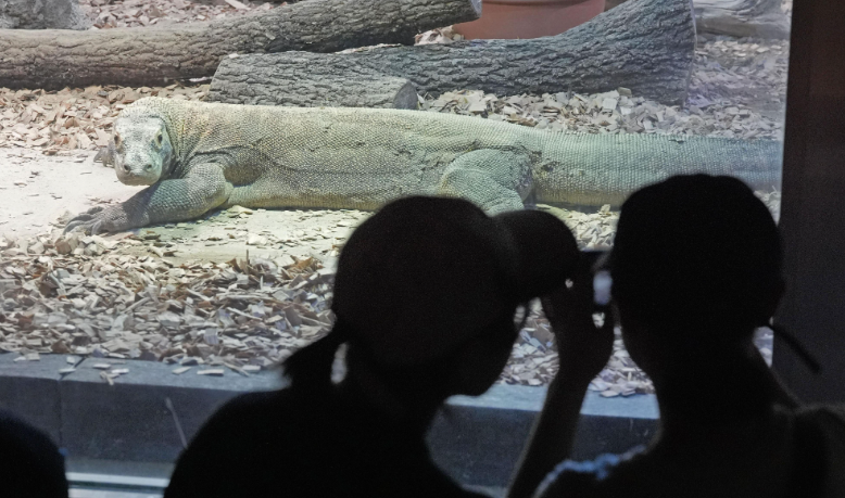 世界最大級のトカゲ、一般公開　体長約2.7m、東山動植物園